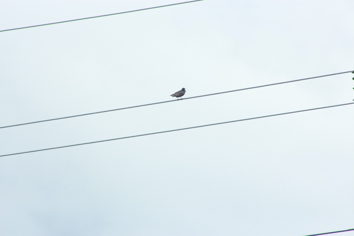 Мойлон гал сүүлт - ML638973758