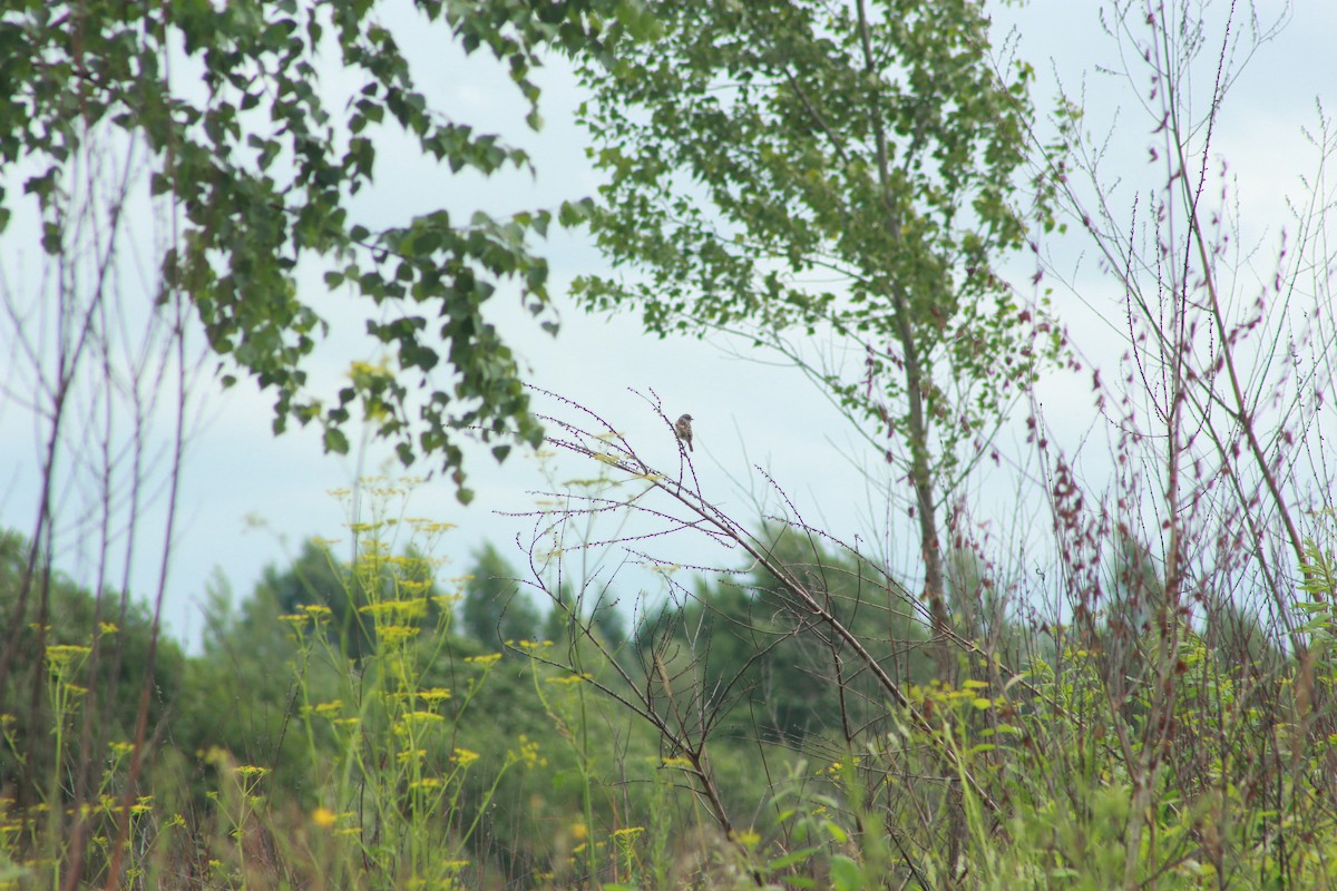 Whinchat - ML638973764