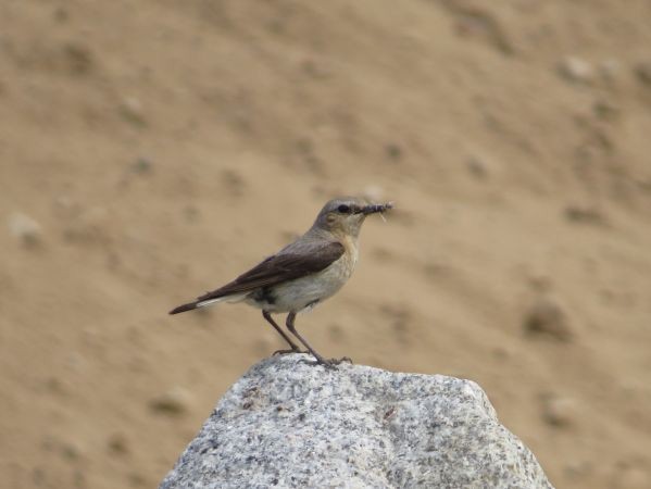 Northern Wheatear - ML638973791