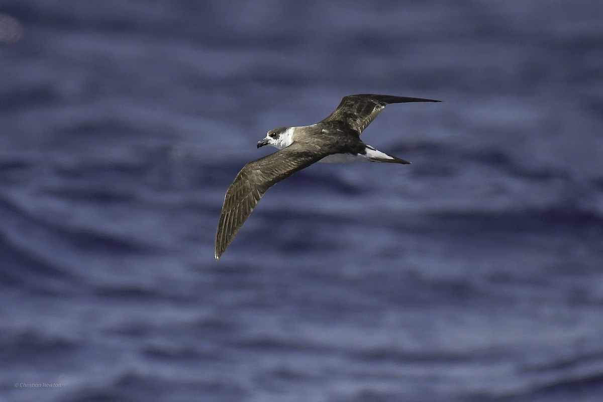 Black-capped Petrel - ML638973793