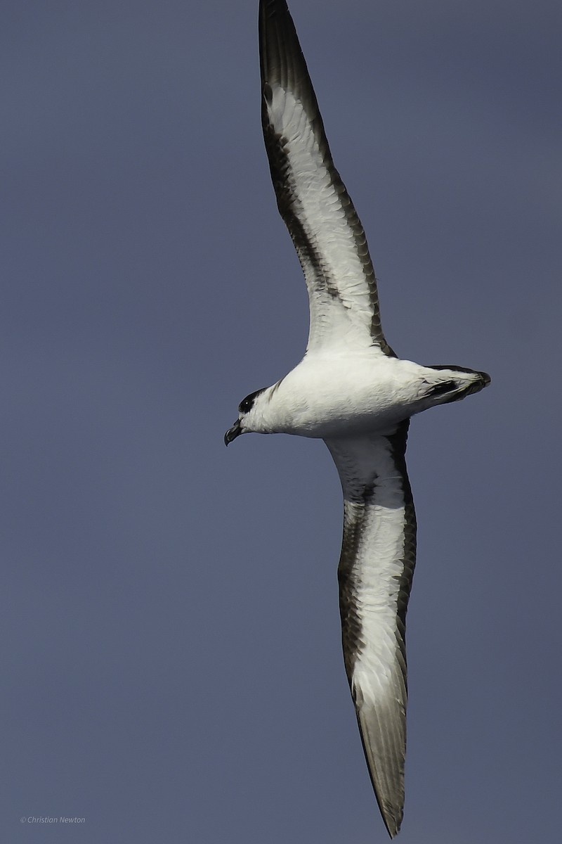 Black-capped Petrel - ML638973794