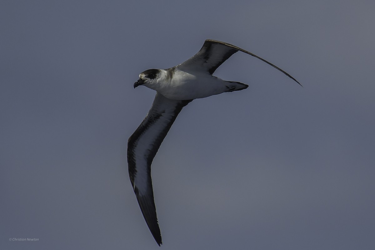 Black-capped Petrel - ML638973795