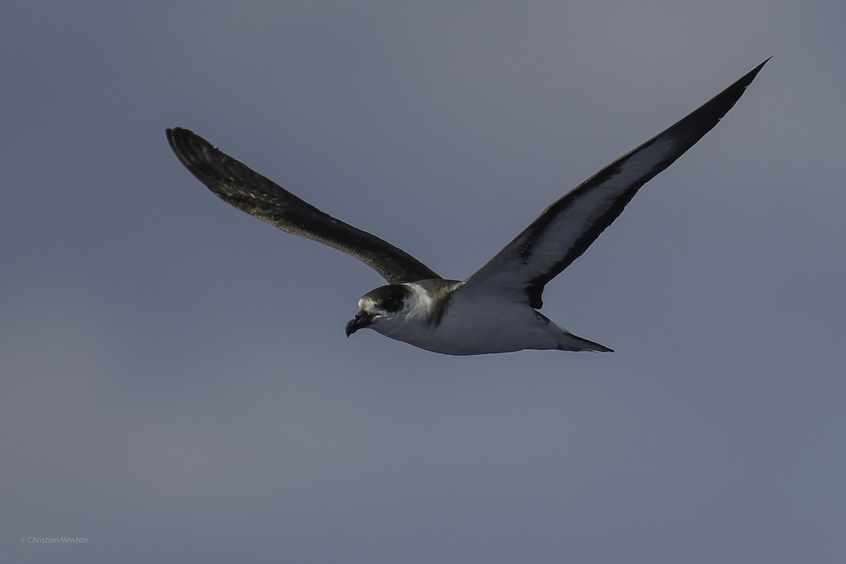 Black-capped Petrel - ML638973796