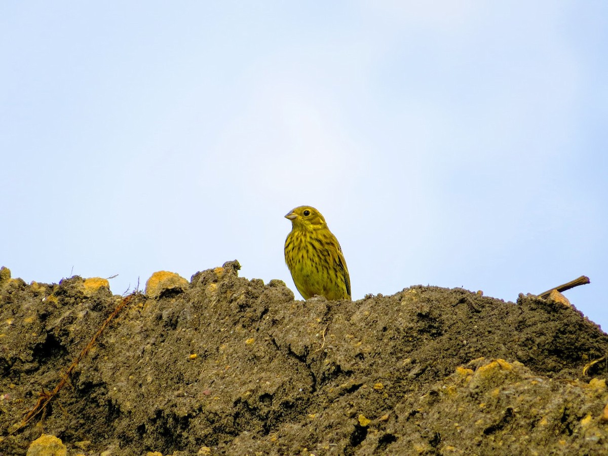 Yellowhammer - ML638973797