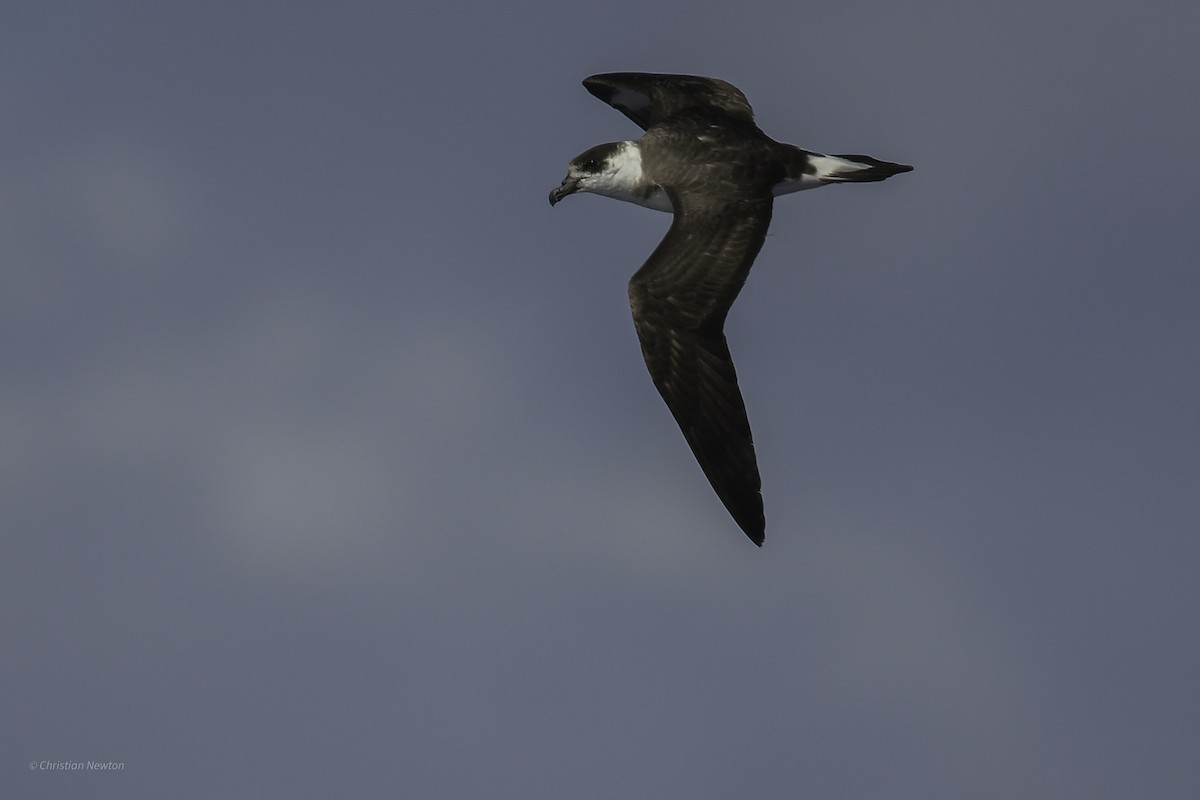 Black-capped Petrel - ML638973798