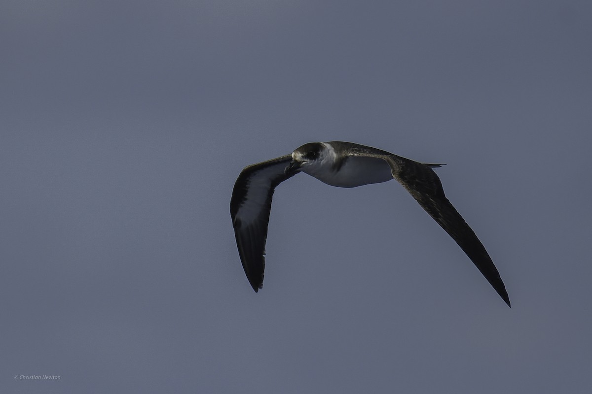 Black-capped Petrel - ML638973801