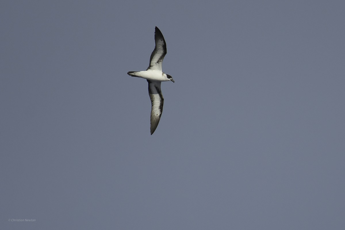 Black-capped Petrel - ML638973802