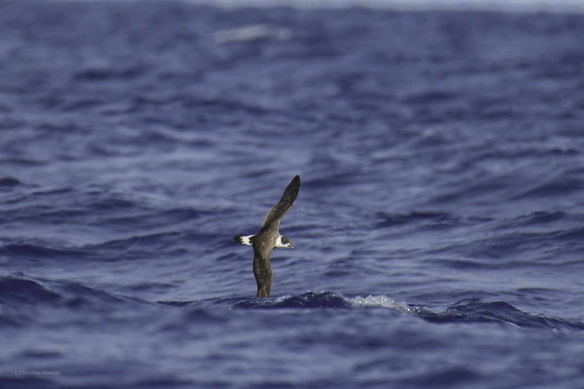 Black-capped Petrel - ML638973804