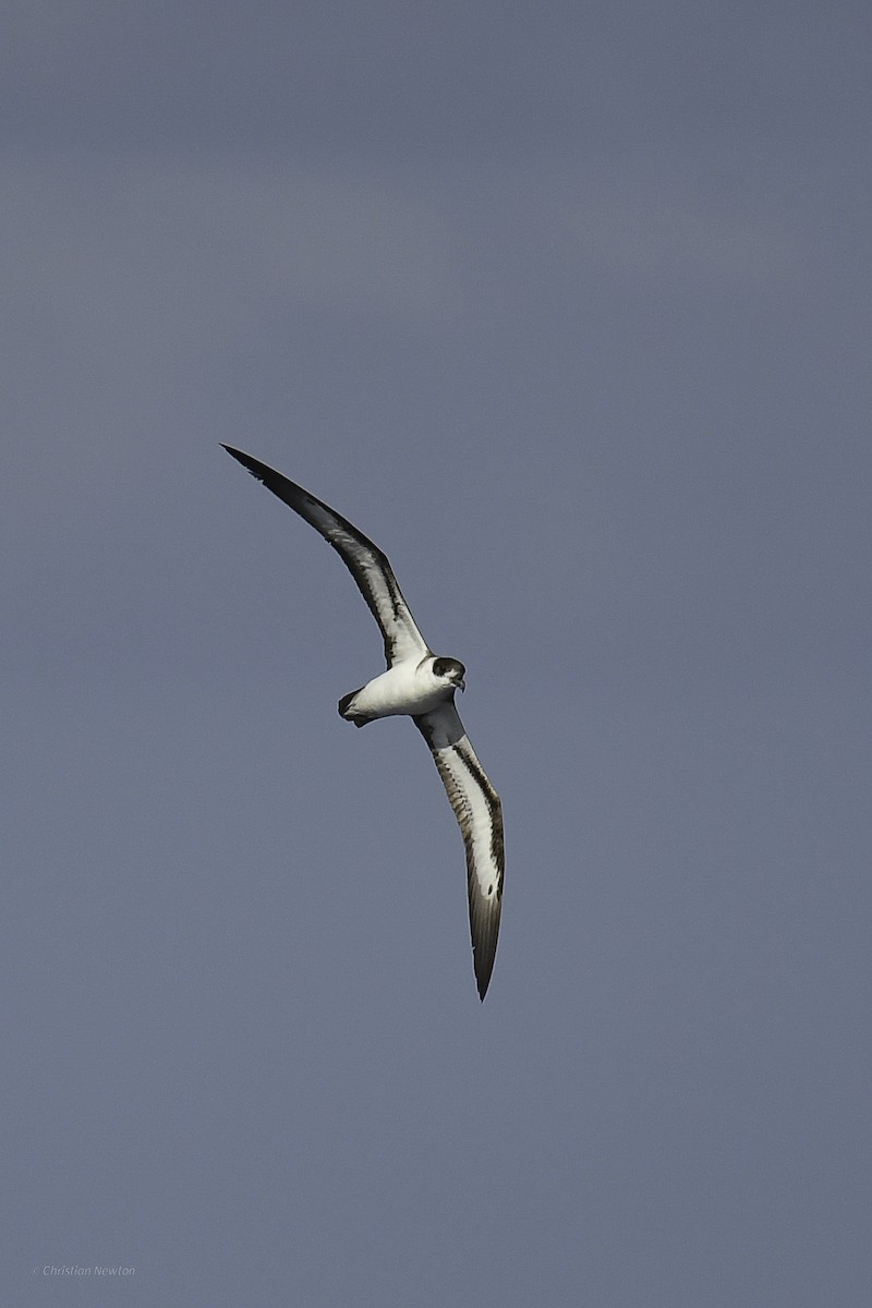 Black-capped Petrel - ML638973806