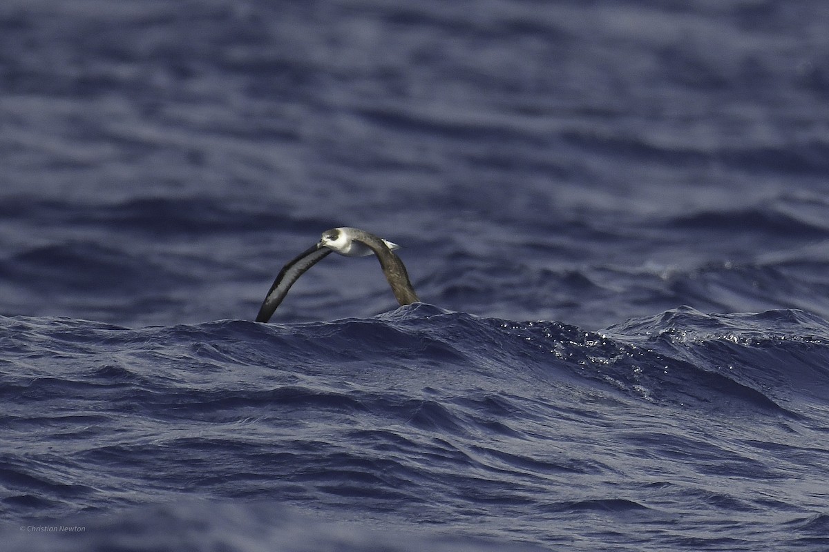 Black-capped Petrel - ML638973807