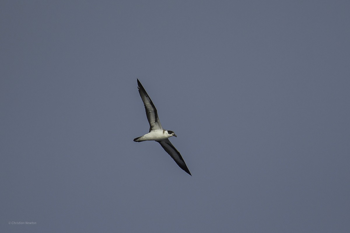 Black-capped Petrel - ML638973809
