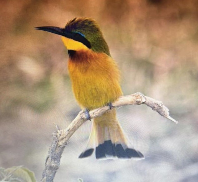 Little Bee-eater - ML638973816