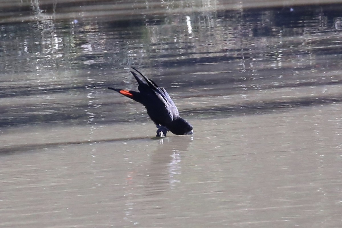 Red-tailed Black-Cockatoo - ML638973821