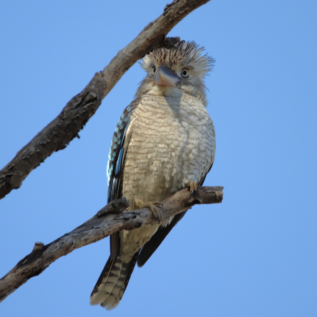 Blue-winged Kookaburra - ML638973831