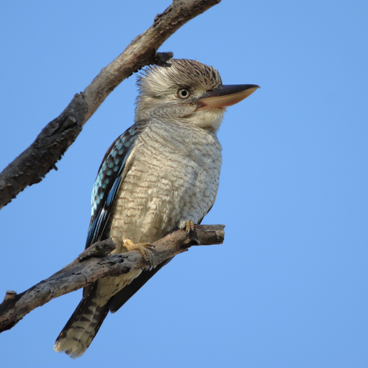 Blue-winged Kookaburra - ML638973832
