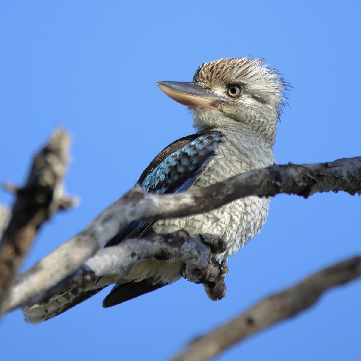 Blue-winged Kookaburra - ML638973833
