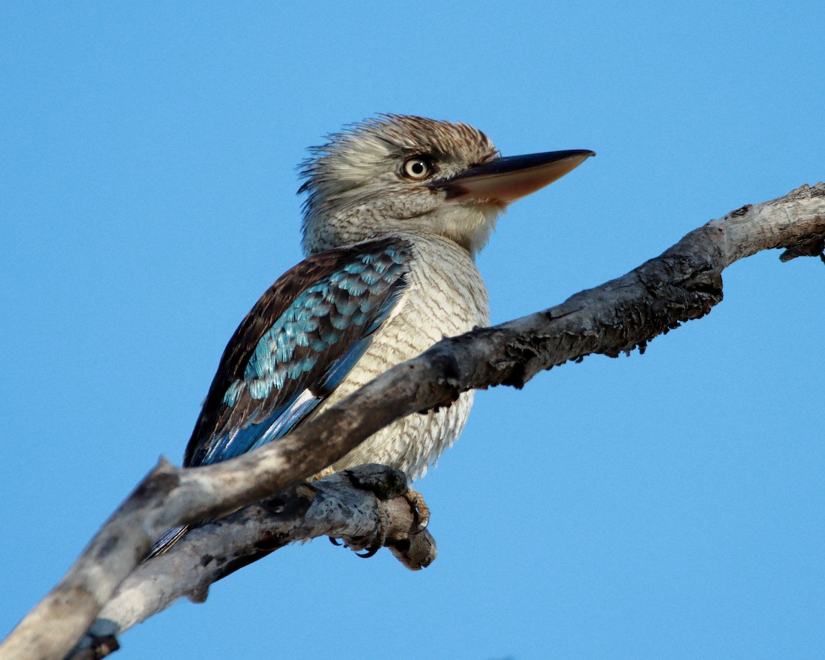 Blue-winged Kookaburra - ML638973834