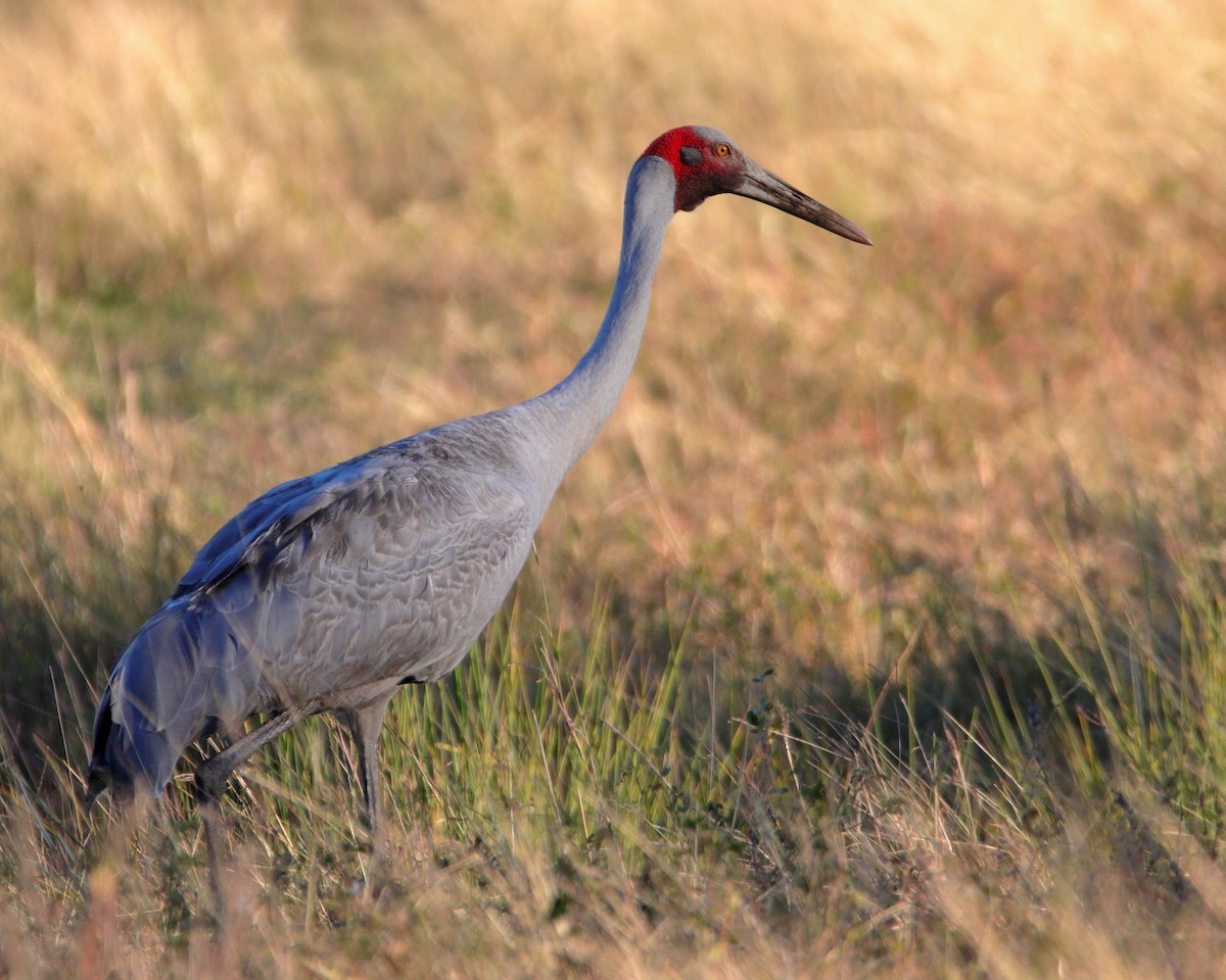 Brolga - ML638973842