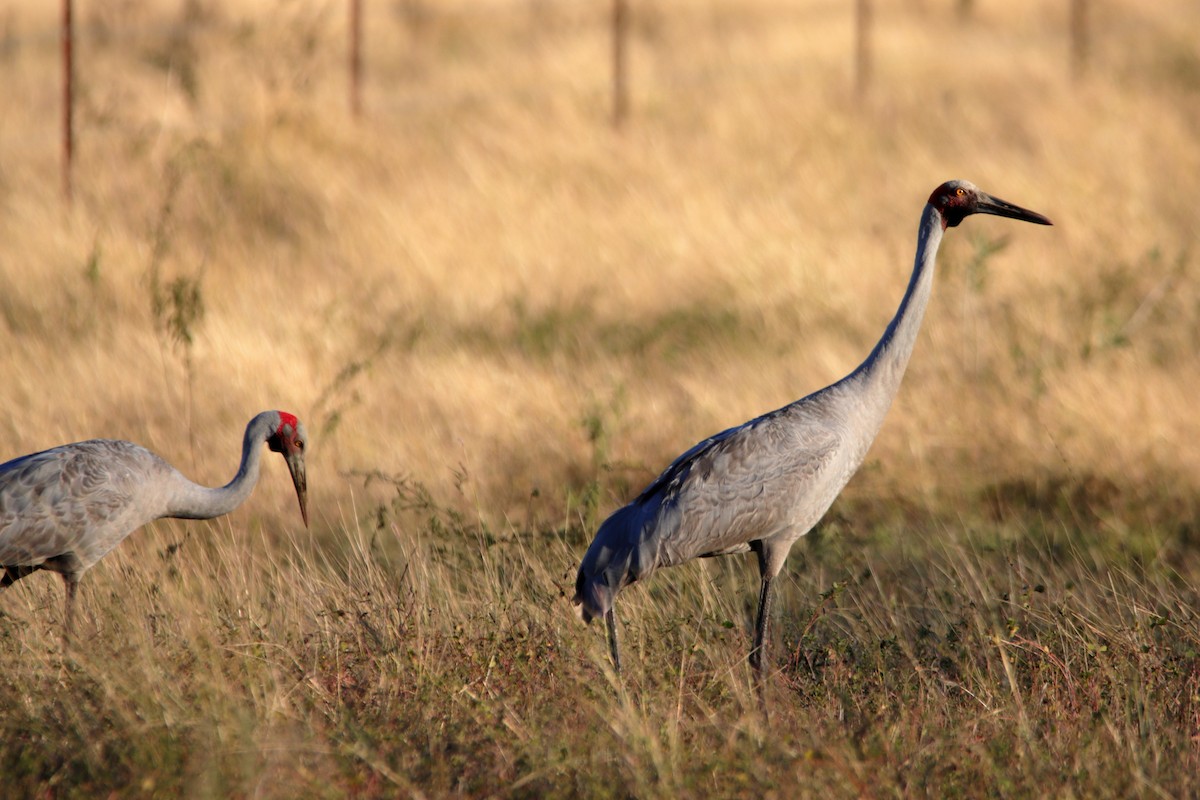 Brolga - ML638973845