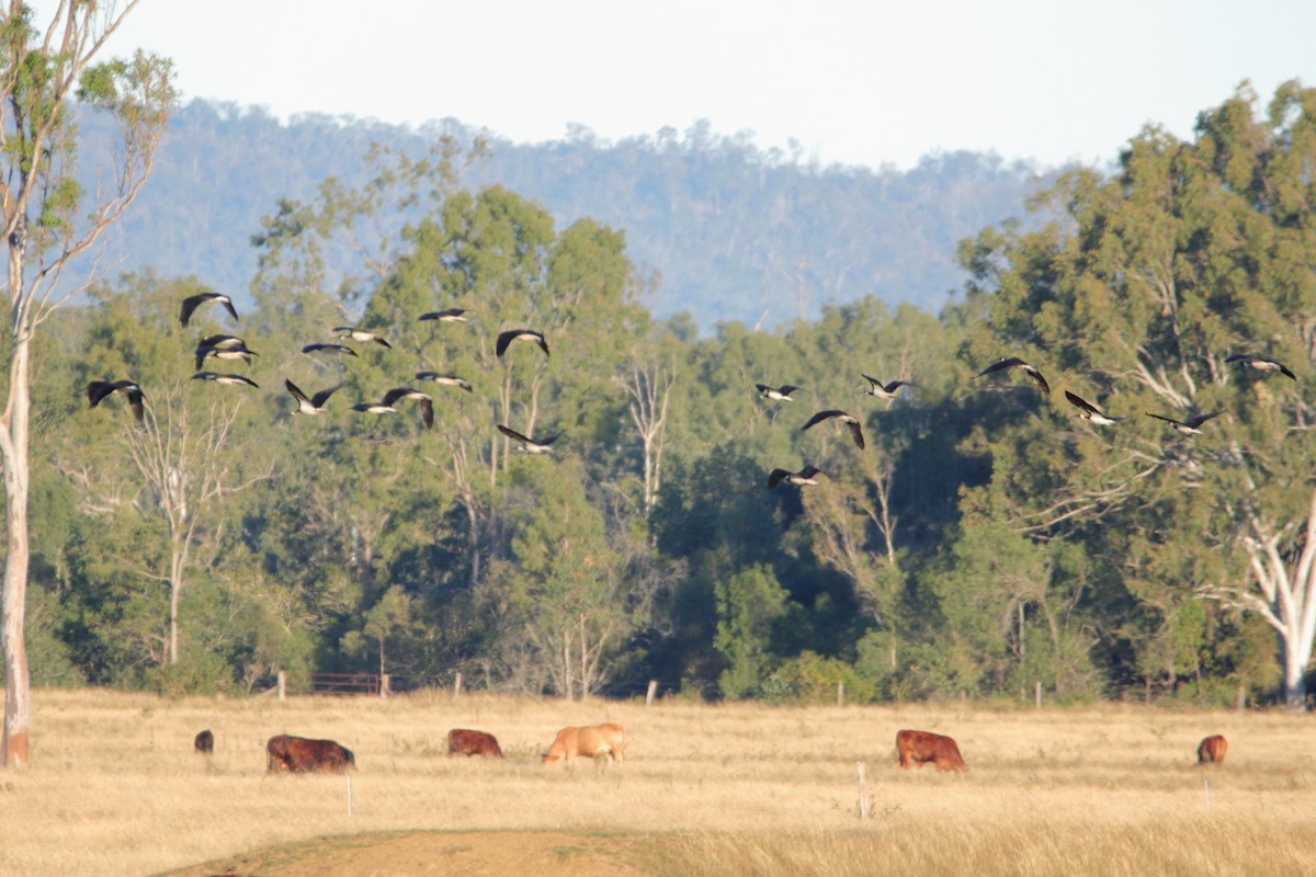 Ibis d'Australie - ML638973852