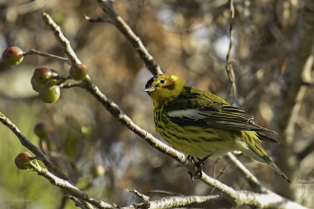 Cape May Warbler - ML638973864