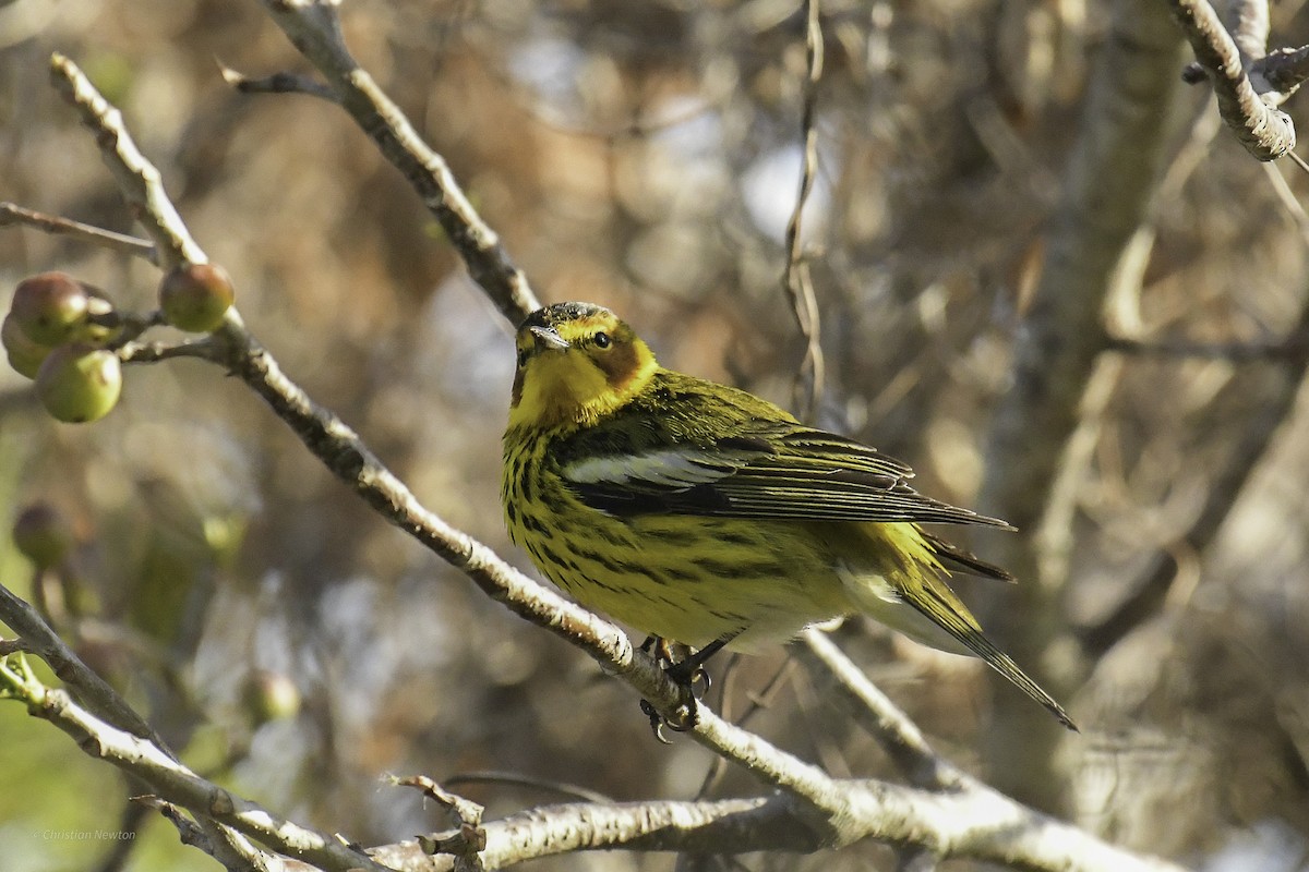 Cape May Warbler - ML638973865