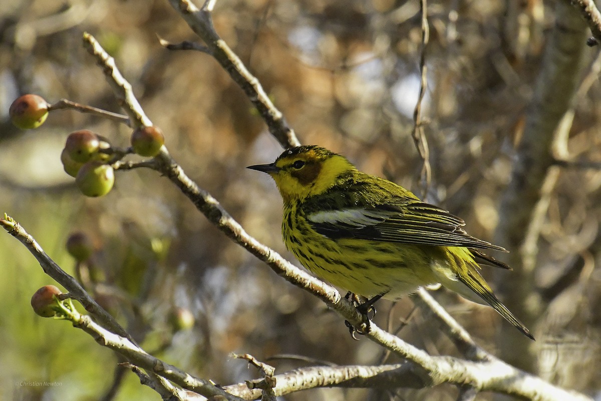 Cape May Warbler - ML638973866