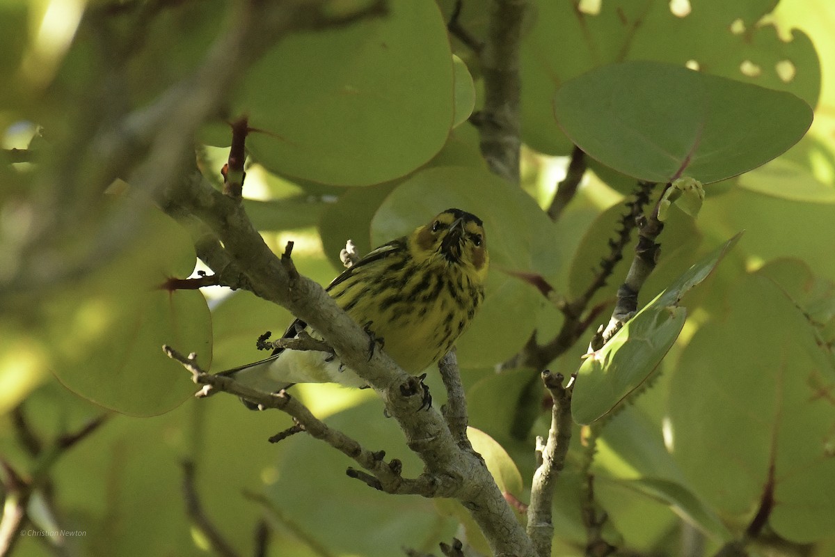 Cape May Warbler - ML638973878