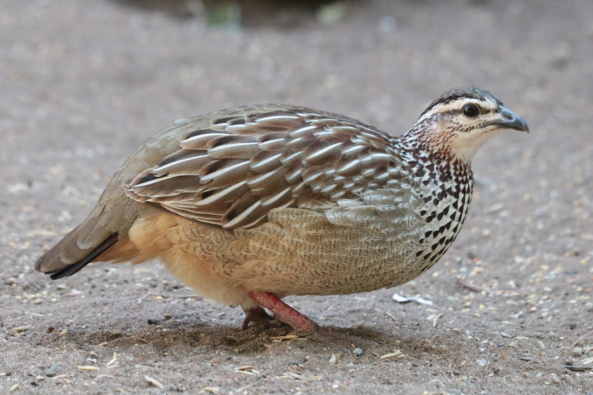 Francolin huppé - ML638973886