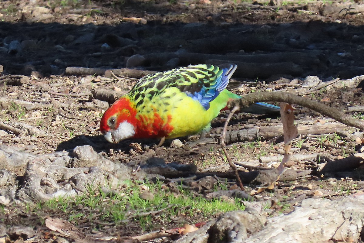 Eastern Rosella - ML638973890