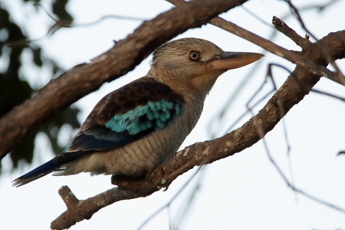 Blue-winged Kookaburra - ML638973893