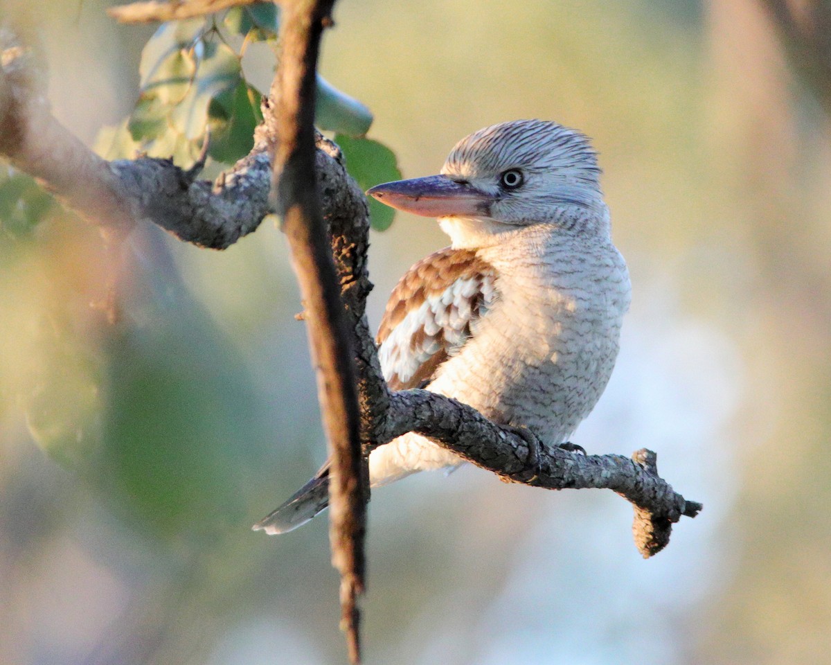 Blue-winged Kookaburra - ML638973894