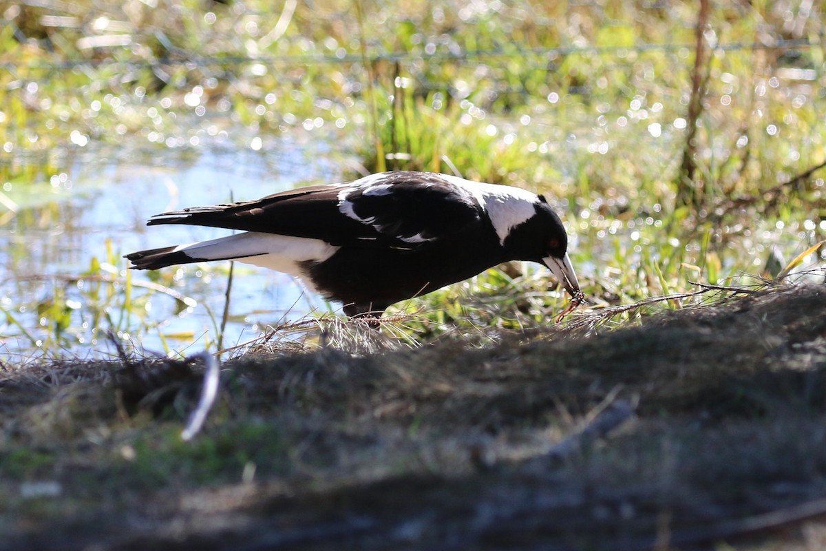 Australian Magpie - ML638973900