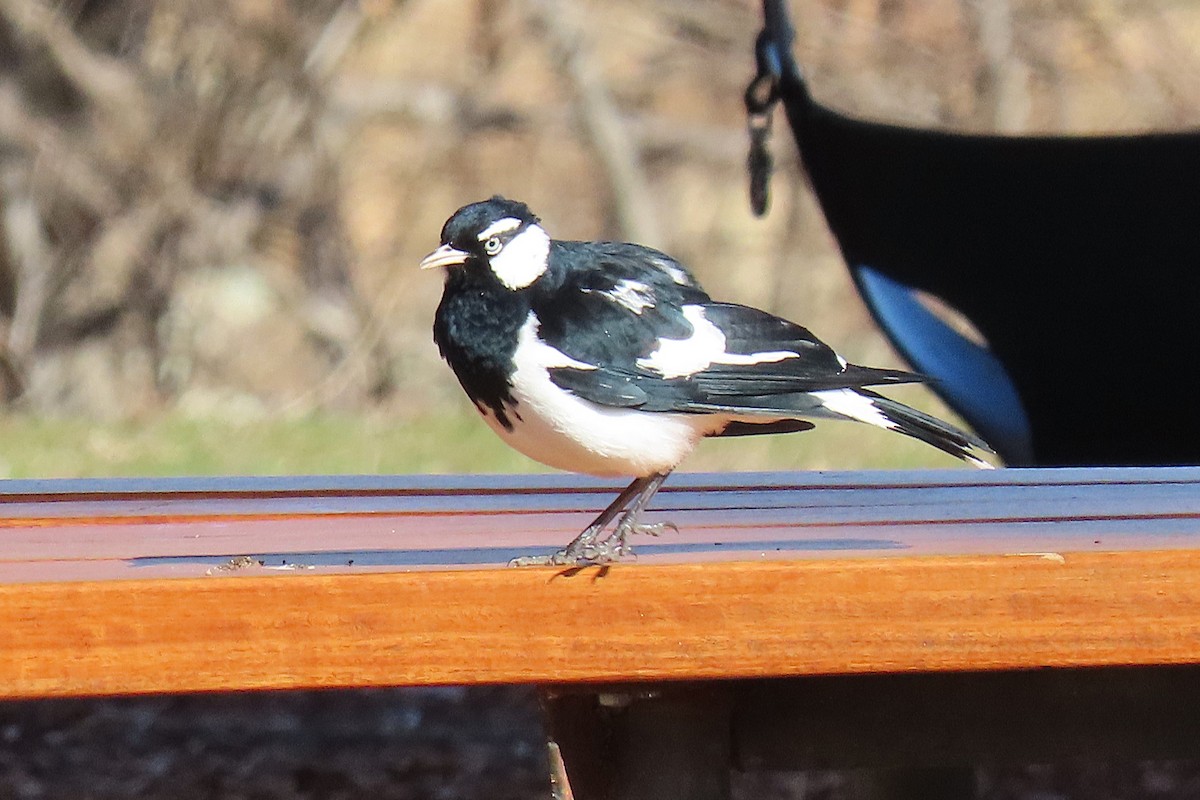 Magpie-lark - ML638973902