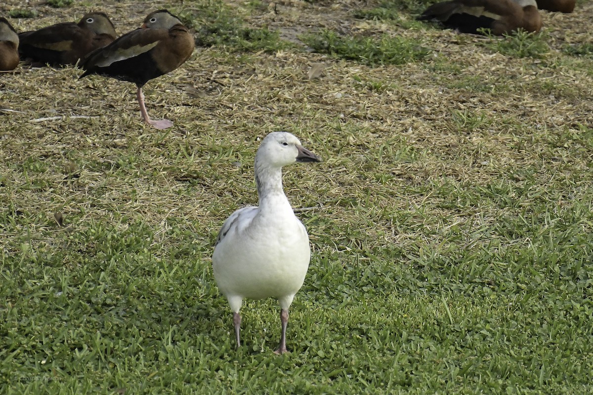 Snow Goose - ML638973934