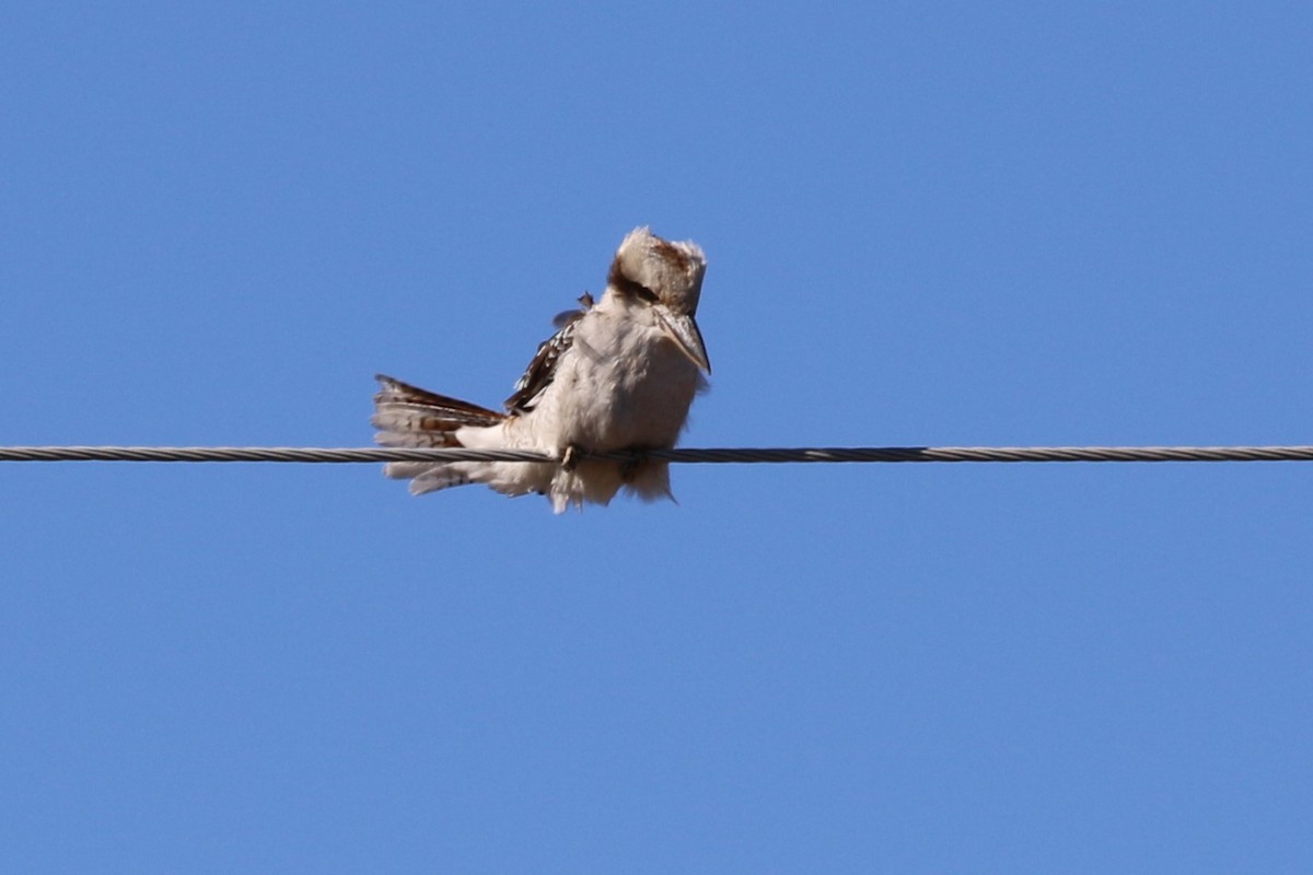 Laughing Kookaburra - ML638973976