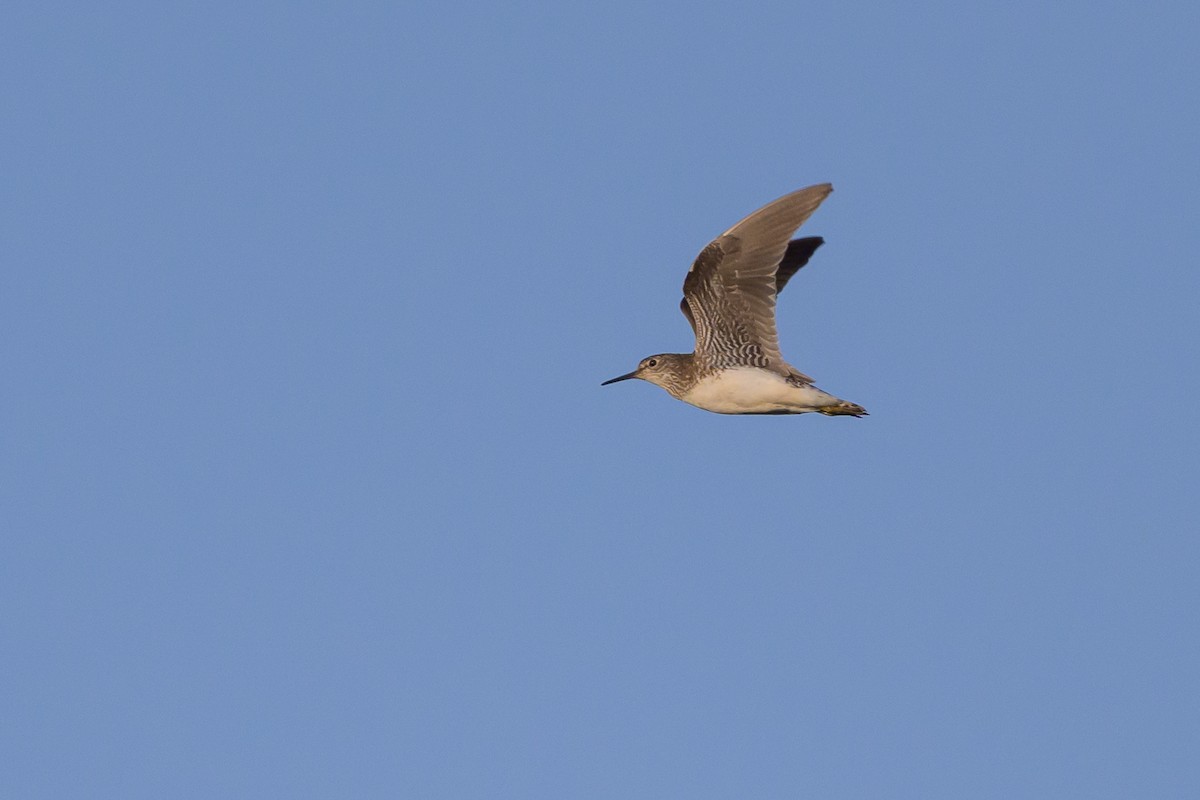 Solitary Sandpiper - ML638973987