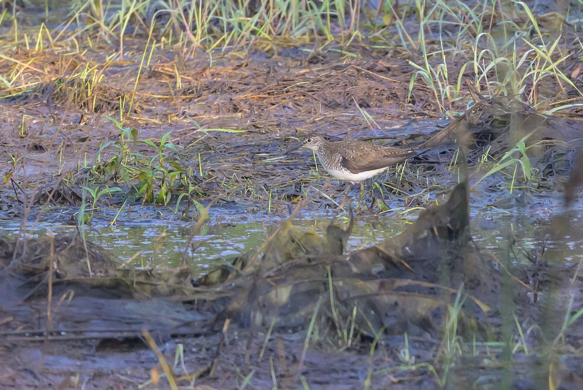 Solitary Sandpiper - ML638973988