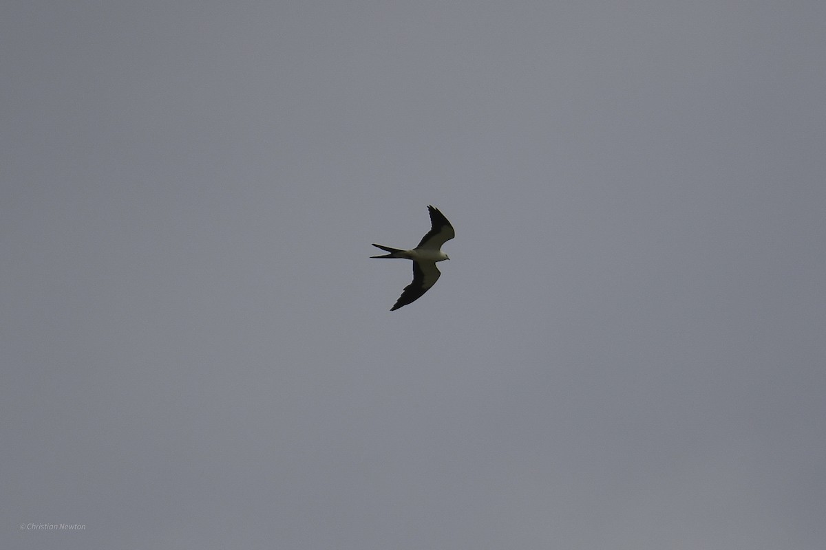 Swallow-tailed Kite - ML638974024