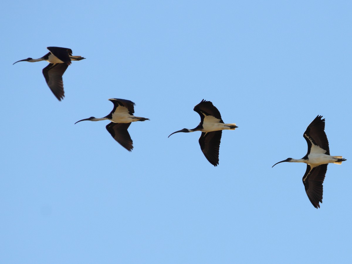 Ibis d'Australie - ML638974075