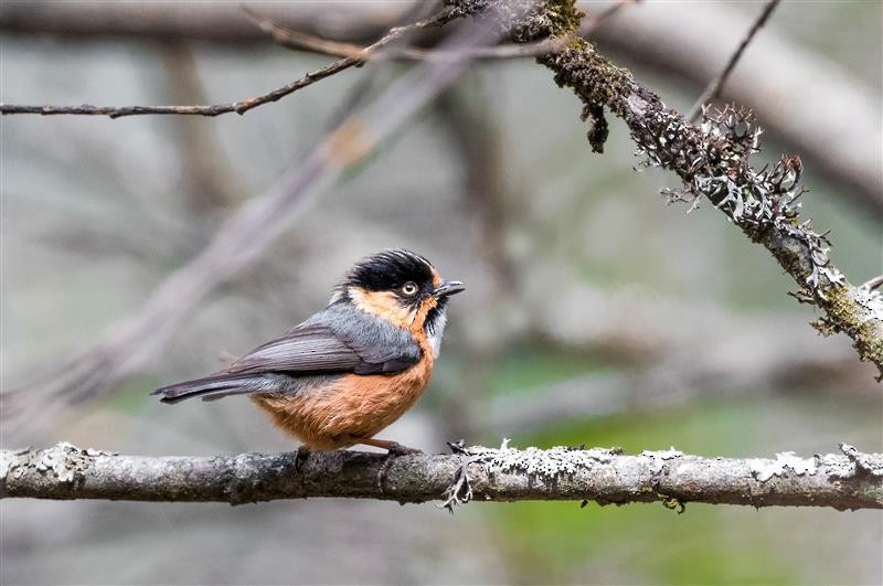 Black-browed Tit (Rufous-fronted) - ML638974090
