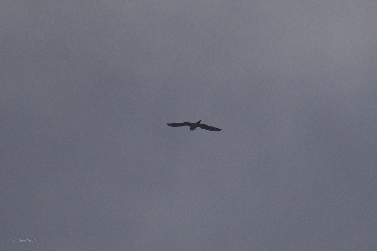 Upland Sandpiper - ML638974111