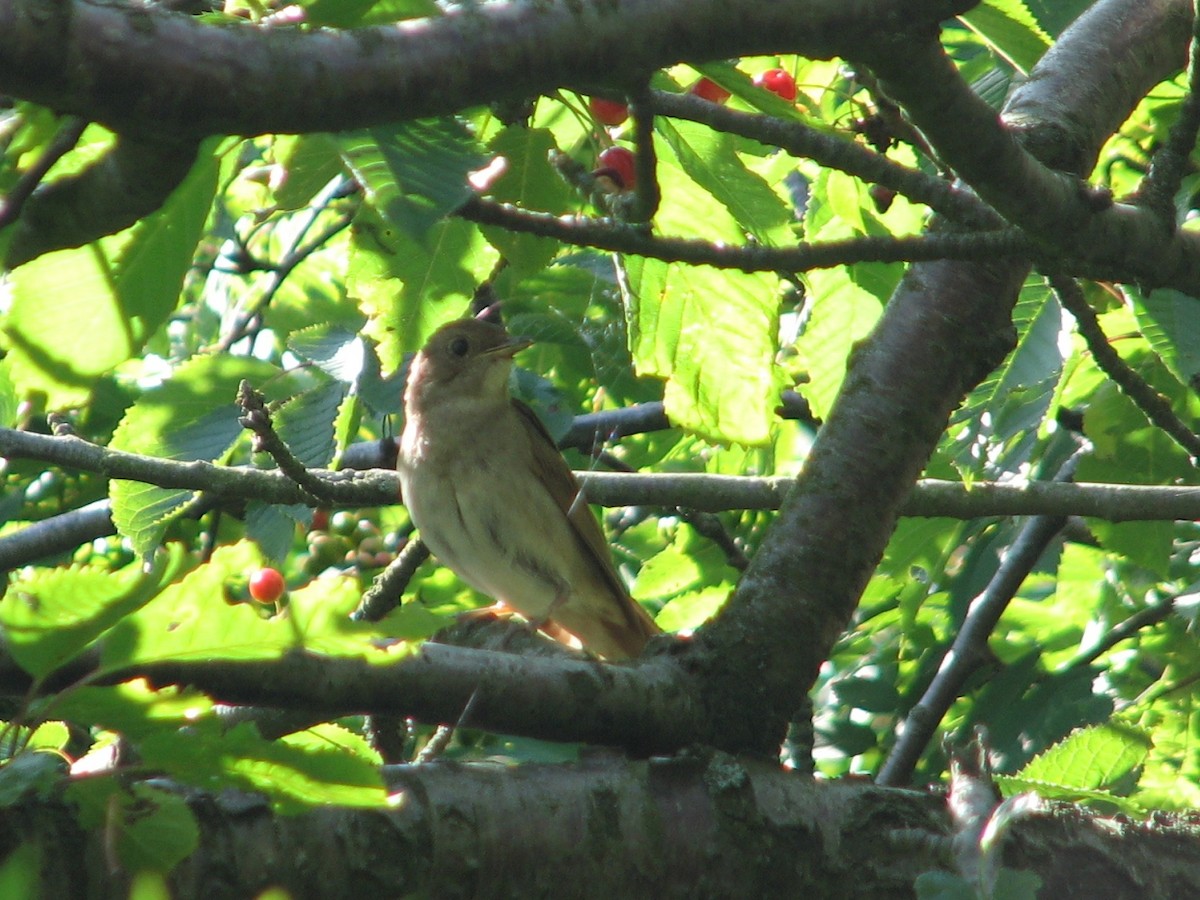 Garden Warbler - ML638974121