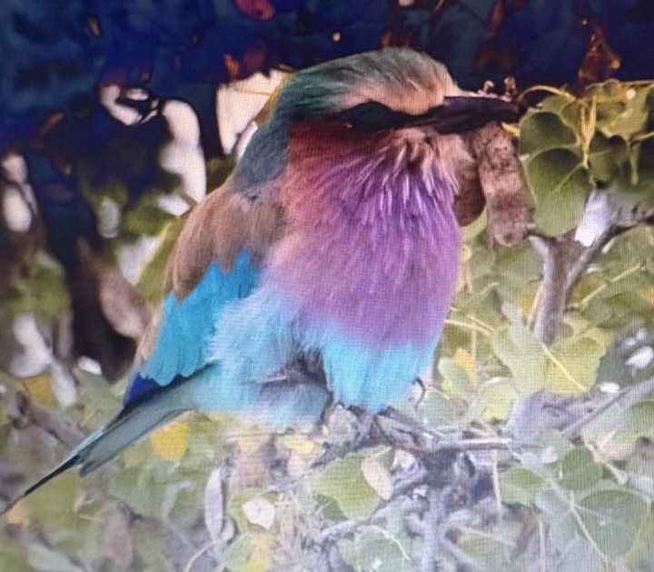 Lilac-breasted Roller - ML638974164