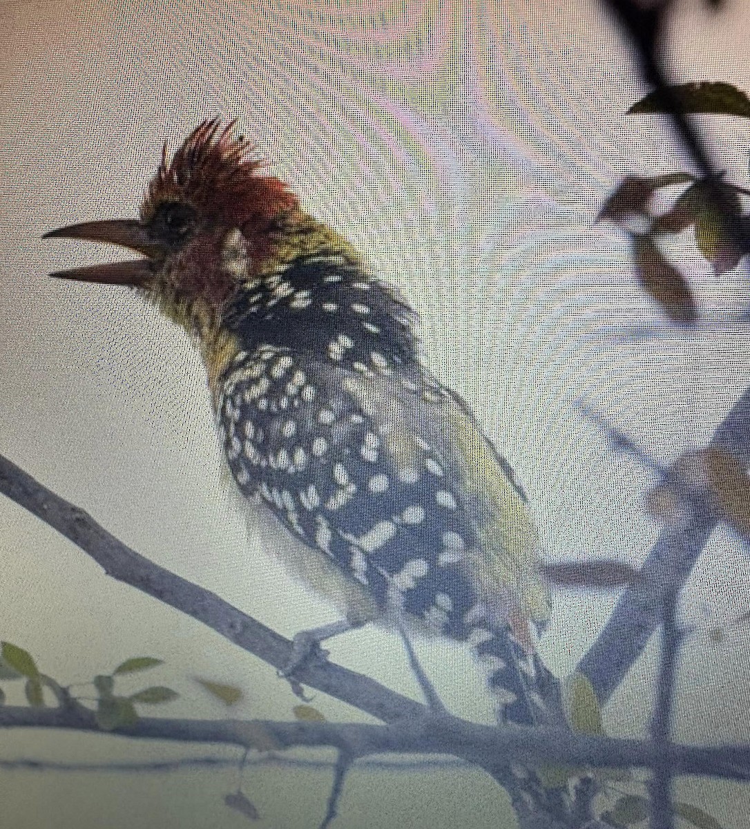 Red-and-yellow Barbet - ML638974168