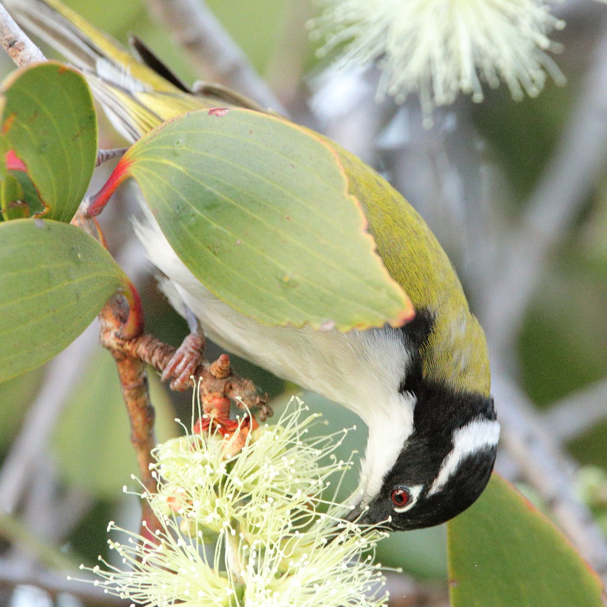 White-throated Honeyeater - ML638974169