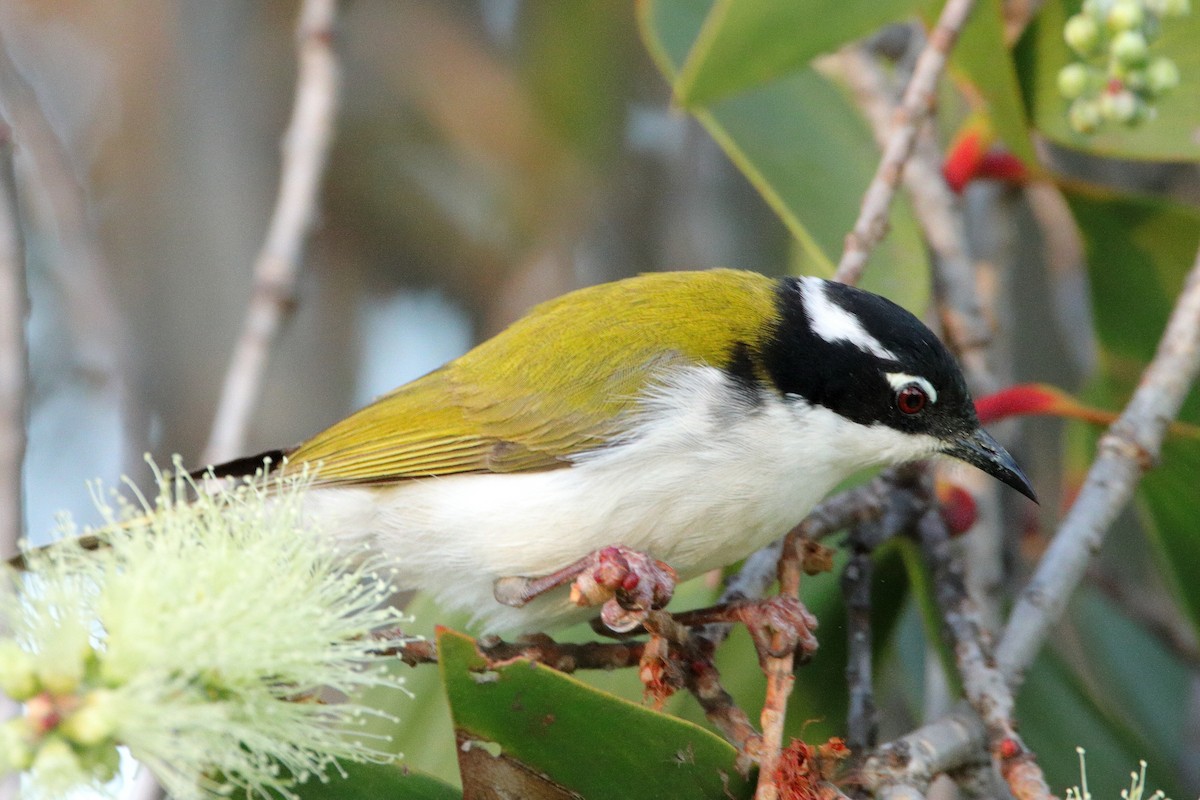 White-throated Honeyeater - ML638974171