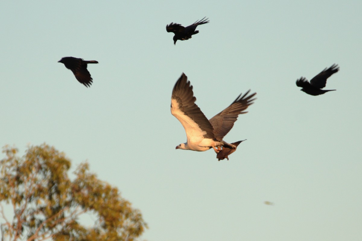 Torresian Crow - ML638974184