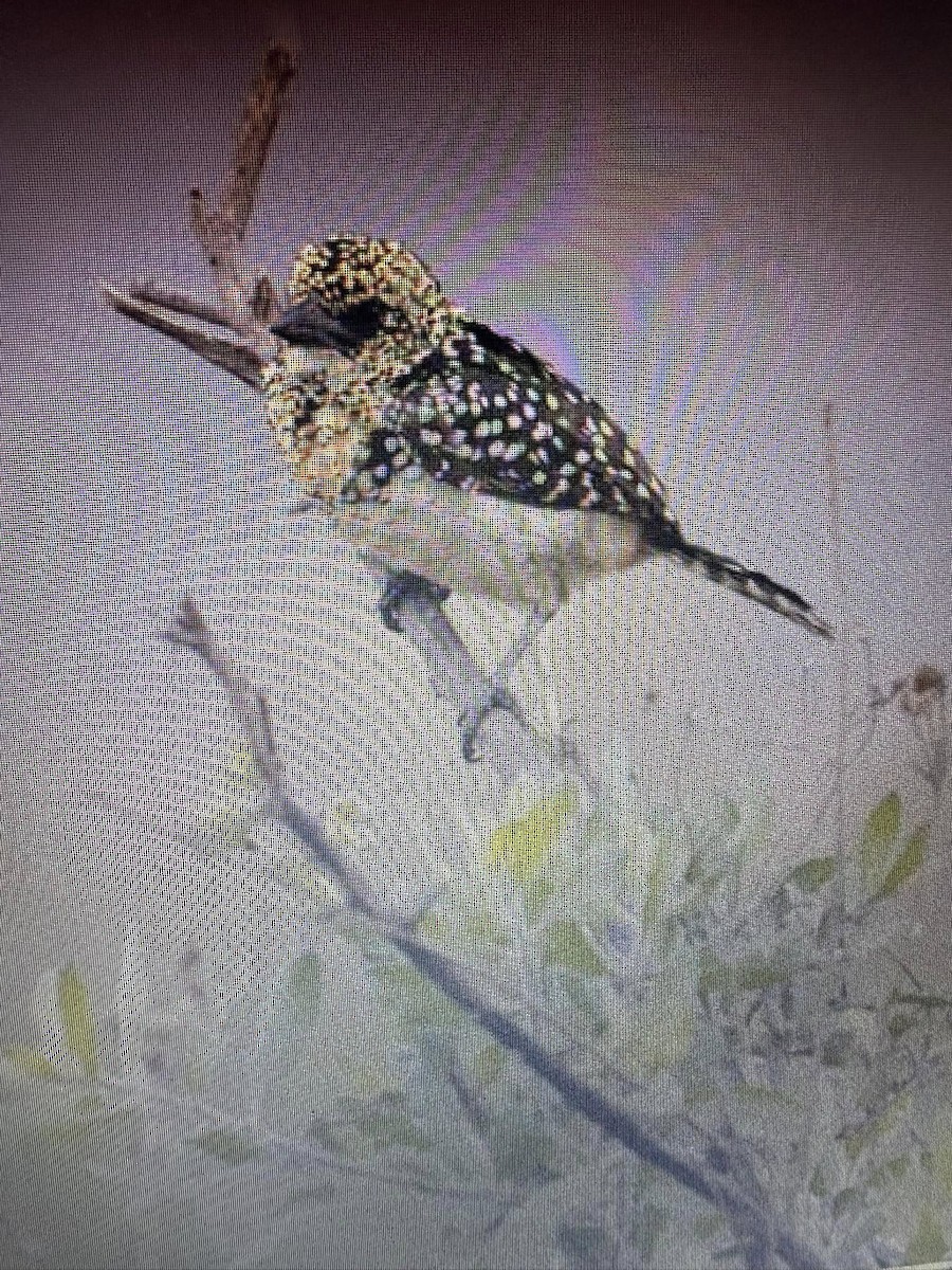 D'Arnaud's Barbet - ML638974188