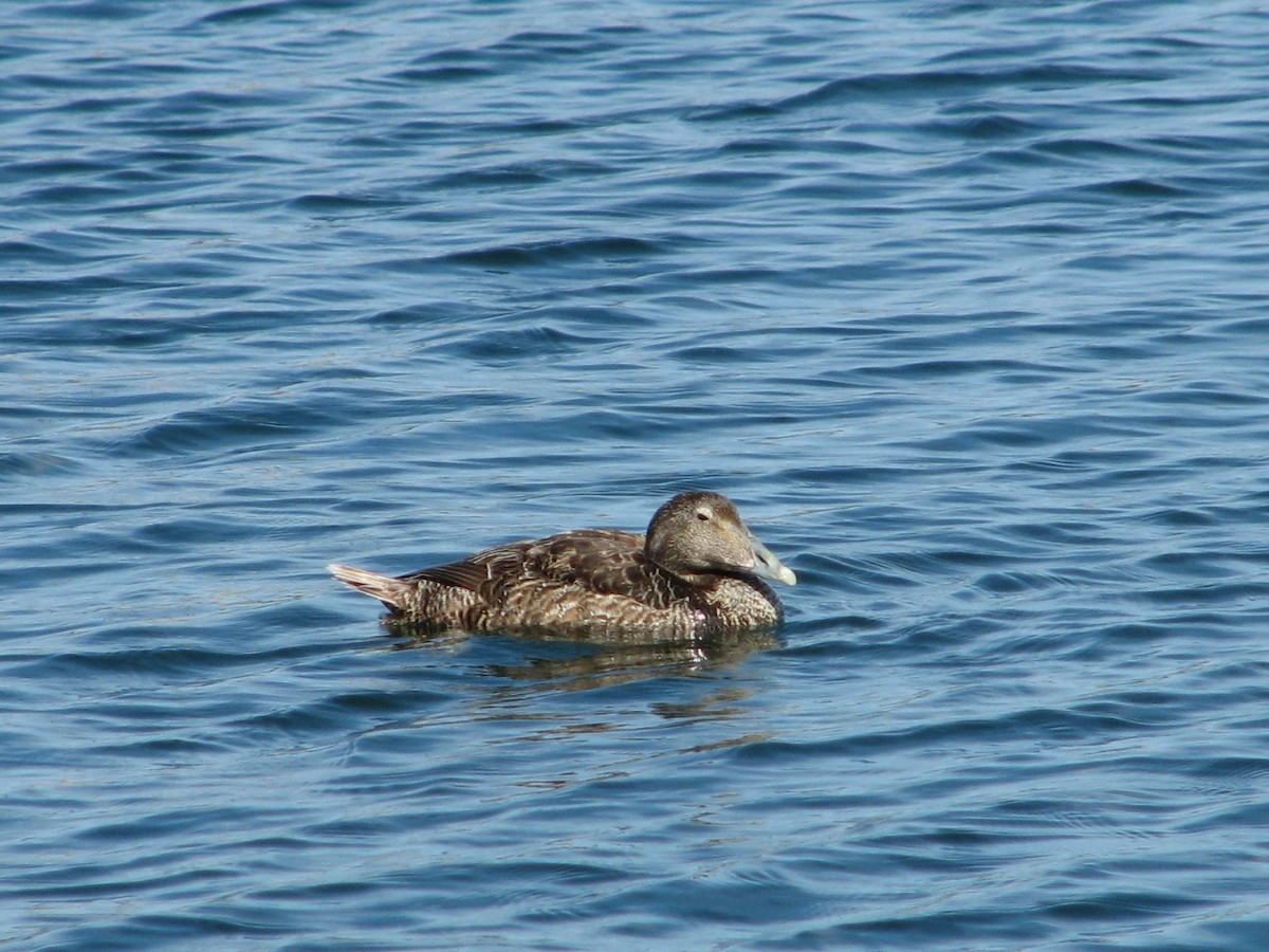 Common Eider - ML638974192